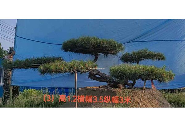 造型油松
