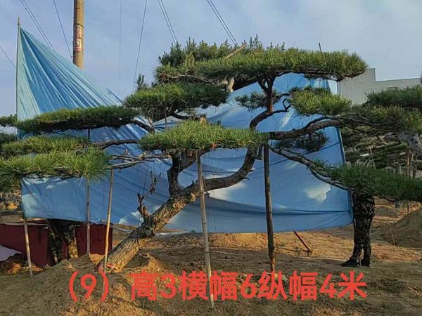造型油松