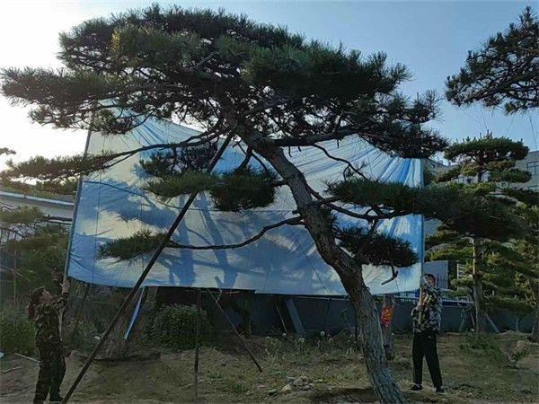 造型油松